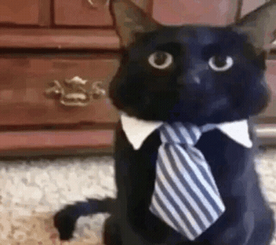 A Black Cat Wearing A Blue And White Striped Tie And Collar . GIF