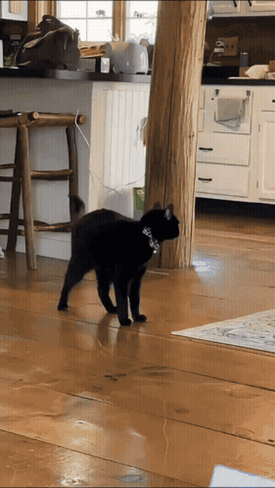 A Black Cat Wearing A Collar Is Walking On A Wooden Floor In A Kitchen GIF