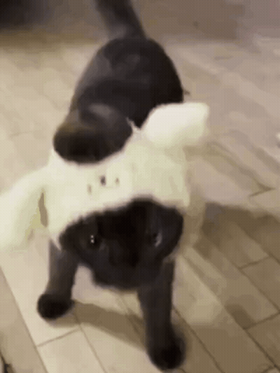 A Black Cat Wearing A White Hat And Ears Is Walking On A Tiled Floor . GIF