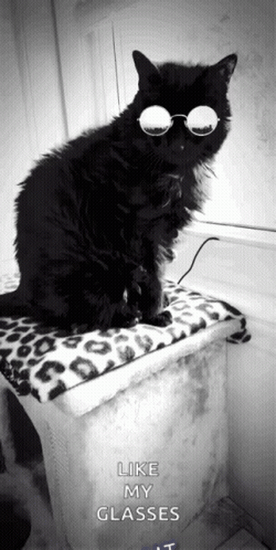 A Black Cat Wearing Round Glasses Sits On A Blanket With The Words Like My Glasses Below It GIF