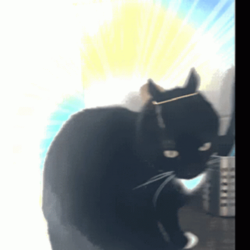 A Black Cat With A Gold Ring Around Its Neck GIF