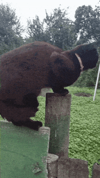 A Black Cat With A Red Collar Stands On A Green Fence Post GIF