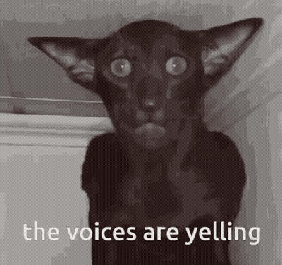 A Black Cat With A Surprised Look On Its Face And The Words `` The Voices Are Yelling '' Below It . GIF