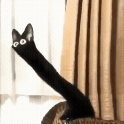 A Black Cat With A Very Long Tail Is Sitting On A Couch . GIF