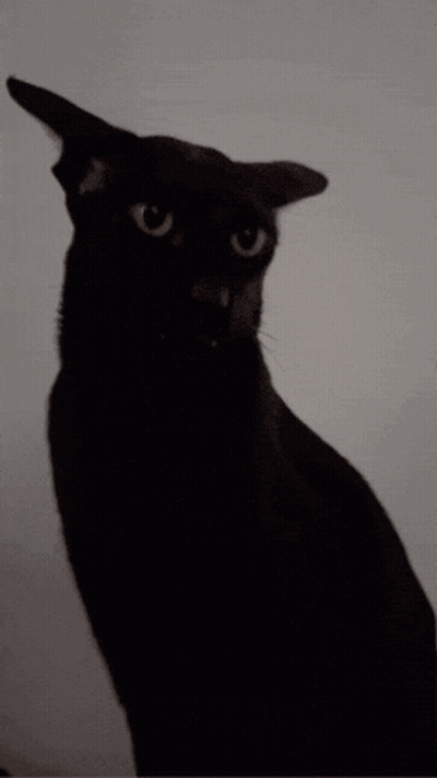 A Black Cat With A White Background Is Looking At The Camera GIF