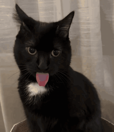 A Black Cat With A White Spot On Its Chest Is Sticking Its Tongue Out GIF