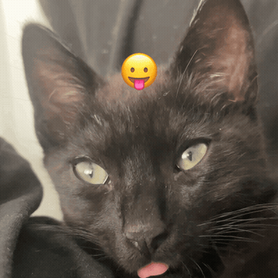 A Black Cat With A Yellow Smiley Face On Its Head GIF