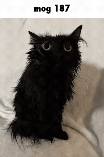 A Black Cat With Big Eyes Is Sitting On A White Blanket With The Number 187 Above It GIF