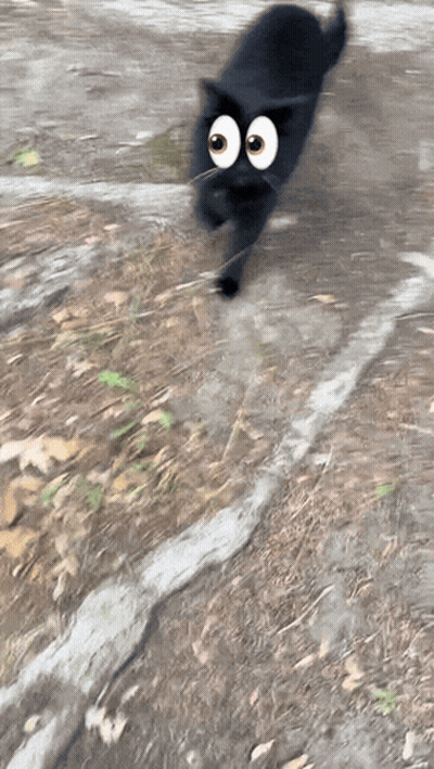 A Black Cat With Big Googly Eyes Is Running On A Dirt Road GIF