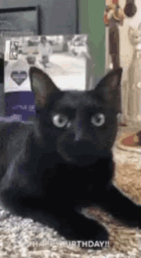 A Black Cat With Blue Eyes Is Laying On The Floor . GIF