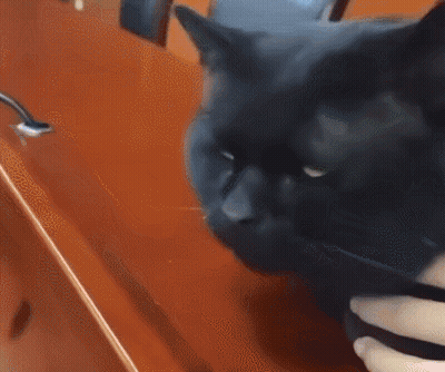 A Black Cat With Green Eyes Is Being Petted By A Person 'S Hand GIF