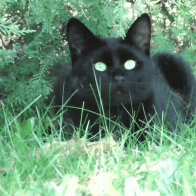 A Black Cat With Green Eyes Is Laying In The Grass Looking At The Camera GIF