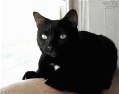A Black Cat With Green Eyes Is Laying On A Person 'S Lap . GIF