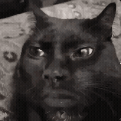 A Black Cat With Horns Is Sitting On A Couch And Looking At The Camera In A Black And White Photo . GIF