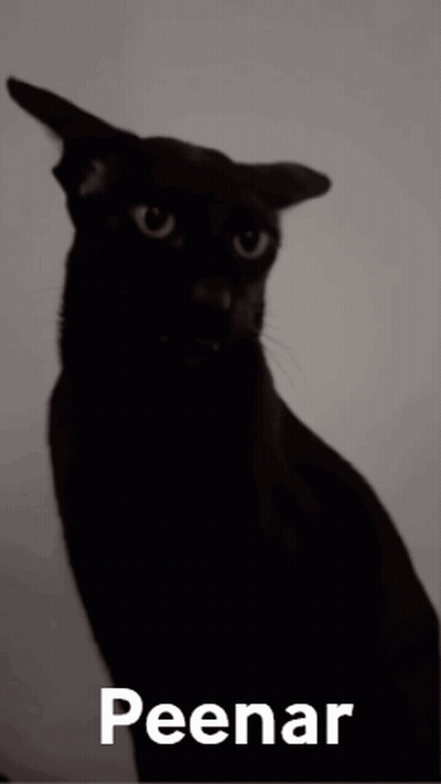 A Black Cat With The Word Peenar On The Bottom GIF