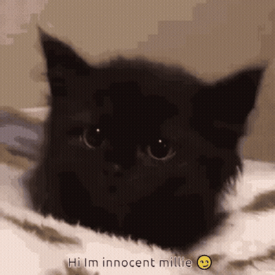 A Black Cat With The Words Hi Im Innocent Millie On The Bottom GIF