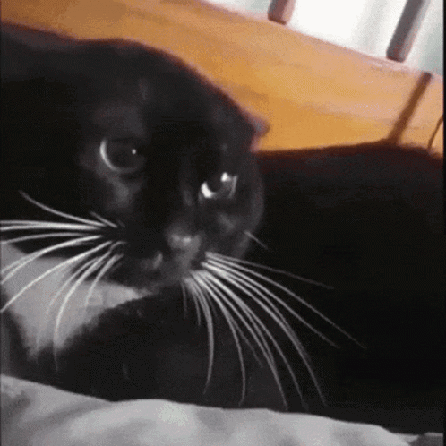 A Black Cat With White Whiskers Looks At The Camera GIF