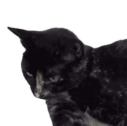 A Black Cat With Yellow Eyes And A White Nose Sticker