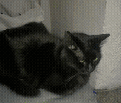 A Black Cat With Yellow Eyes Is Laying Down On A Bed GIF