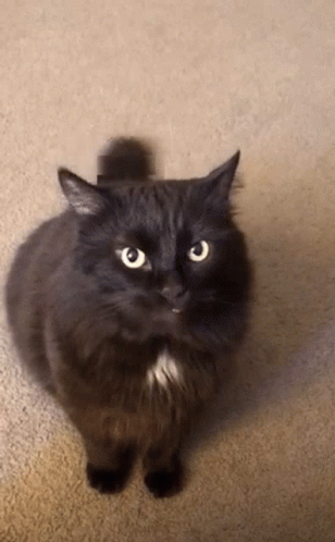 A Black Cat With Yellow Eyes Is Looking Up GIF