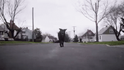 A Black Cow Is Walking Down A Street In A Neighborhood . GIF
