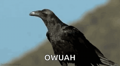 A Black Crow Is Sitting On Top Of A Hill With The Word Owuah Written On The Bottom . GIF