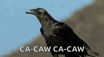 A Black Crow Is Sitting On Top Of A Hill With The Words `` Ca-Caw Ca-Caw '' Written On It . GIF