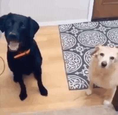 A Black Dog And A White Dog Are Sitting Next To Each Other On A Wooden Floor . GIF