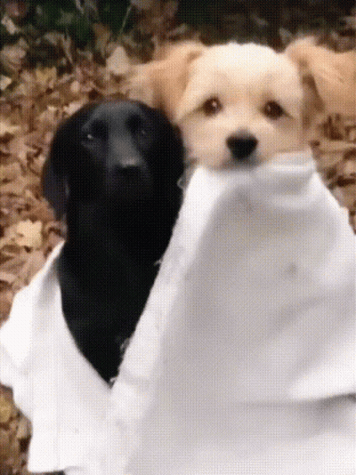 A Black Dog And A White Dog Are Wrapped In A White Sheet GIF