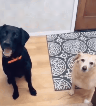 A Black Dog And A Yellow Dog Are Standing Next To Each Other In A Room . GIF