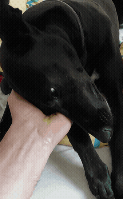 A Black Dog Biting A Person 'S Wrist While Laying Down GIF