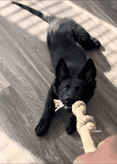 A Black Dog Chewing On A Rope Toy On A Wooden Floor GIF