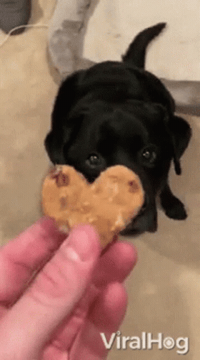 A Black Dog Eating A Heart Shaped Cookie From A Person 'S Hand . GIF
