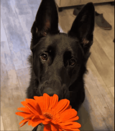 a black dog holds a flower in its mouth