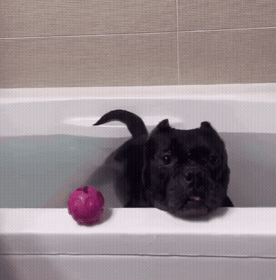 A Black Dog In A Bathtub With A Pink Ball On The Edge GIF