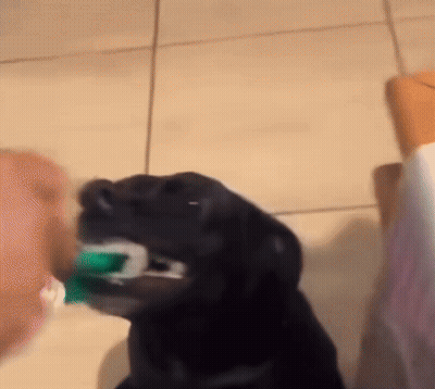 A Black Dog Is Brushing Its Teeth With A Toothbrush GIF