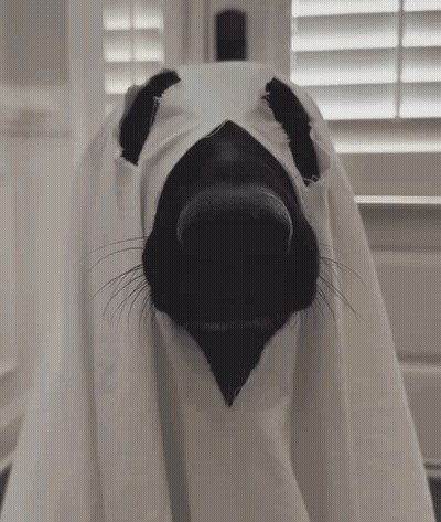 A Black Dog Is Dressed As A Ghost With A White Sheet Over Its Head . GIF