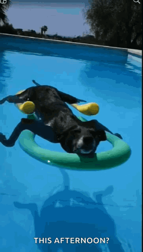 A Black Dog Is Floating On A Green Float In A Pool . GIF