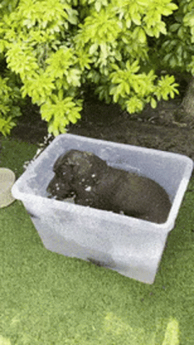 A Black Dog Is Laying In A Clear Plastic Container On The Grass GIF