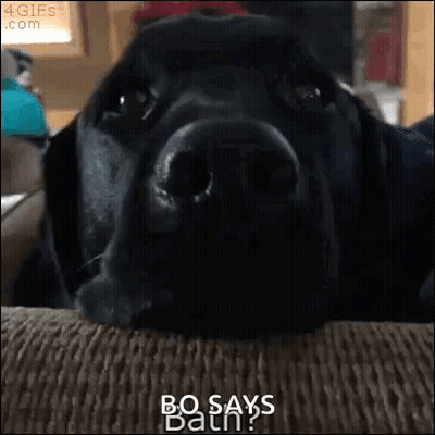 A Black Dog Is Laying On A Couch And Says Bo Says Bath GIF