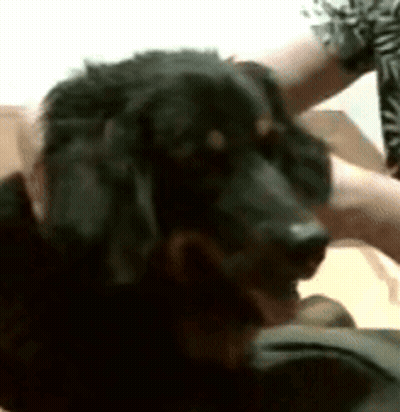 A Black Dog Is Laying On A Person 'S Lap GIF