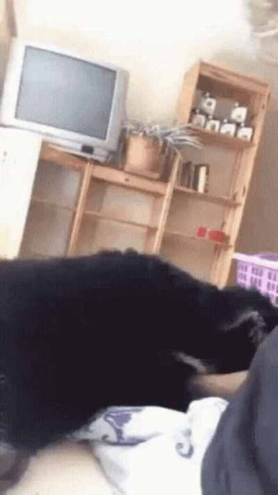 A Black Dog Is Laying On A Person 'S Lap In A Living Room With A Television . GIF