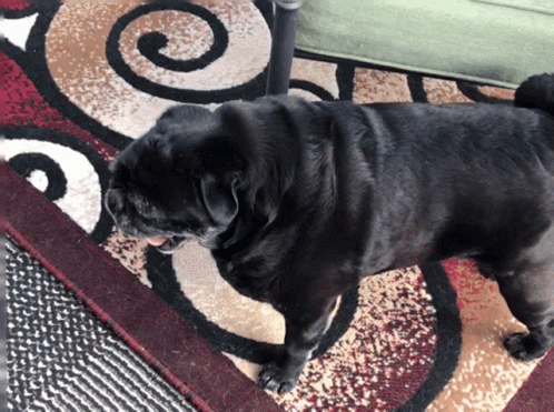A Black Dog Is Laying On A Rug With A Swirl Pattern GIF