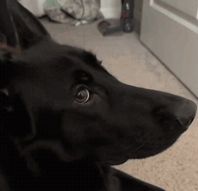 A Black Dog Is Looking At The Camera While Laying On The Floor . GIF