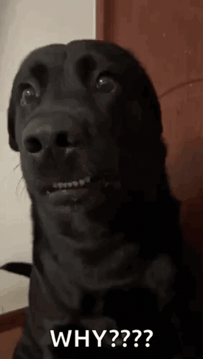 A Black Dog Is Making A Funny Face And Asking The Question Why ? GIF