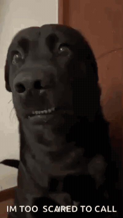 A Black Dog Is Making A Funny Face With The Words `` Im Too Scared To Call '' Written Below It . GIF