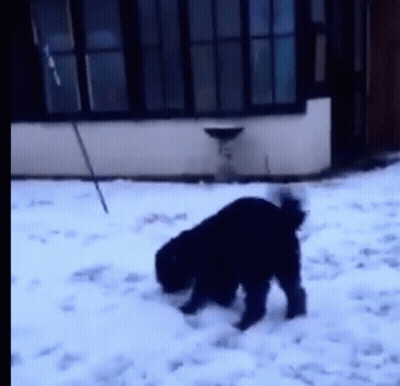 A Black Dog Is Playing In The Snow In Front Of A House GIF