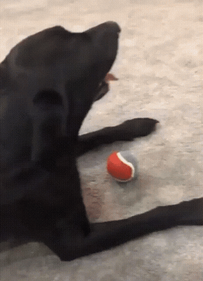 A Black Dog Is Playing With A Tennis Ball GIF