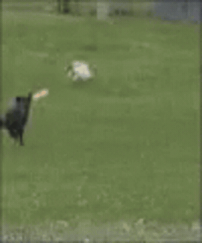 A Black Dog Is Running In Front Of A Fence With A Huge Explosion In The Background . GIF