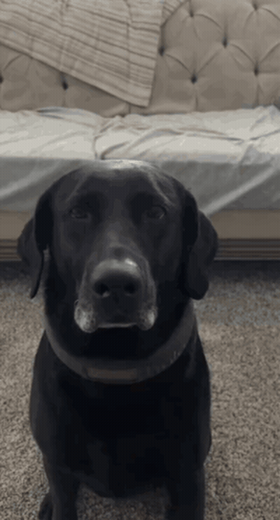 A Black Dog Is Sitting In Front Of A Couch And Looking At The Camera GIF